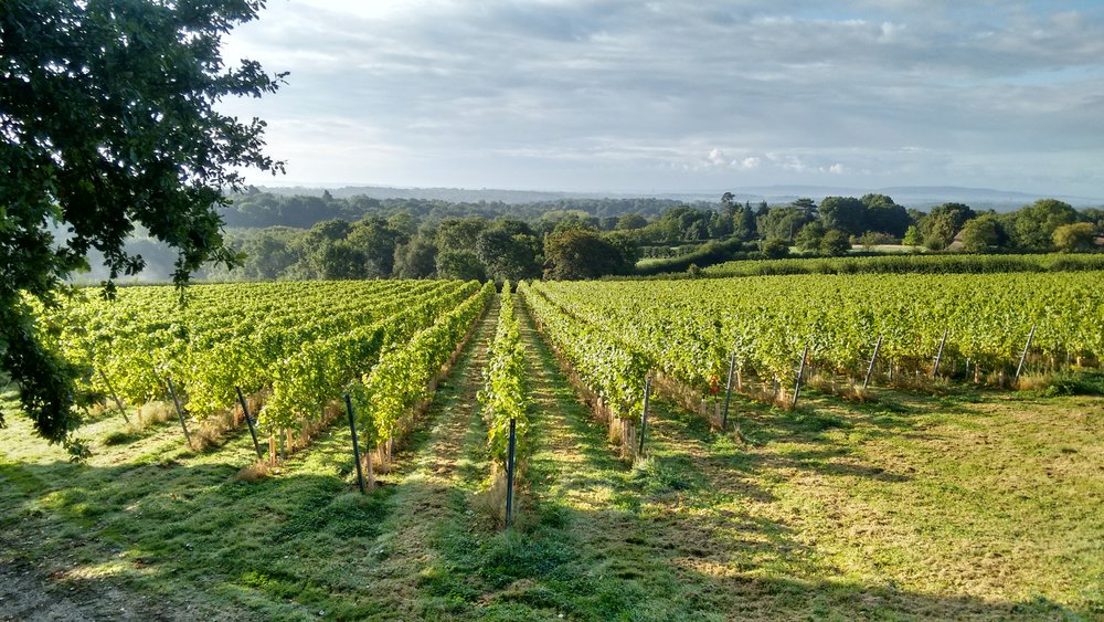 Beacon Down Vineyard, Sussex